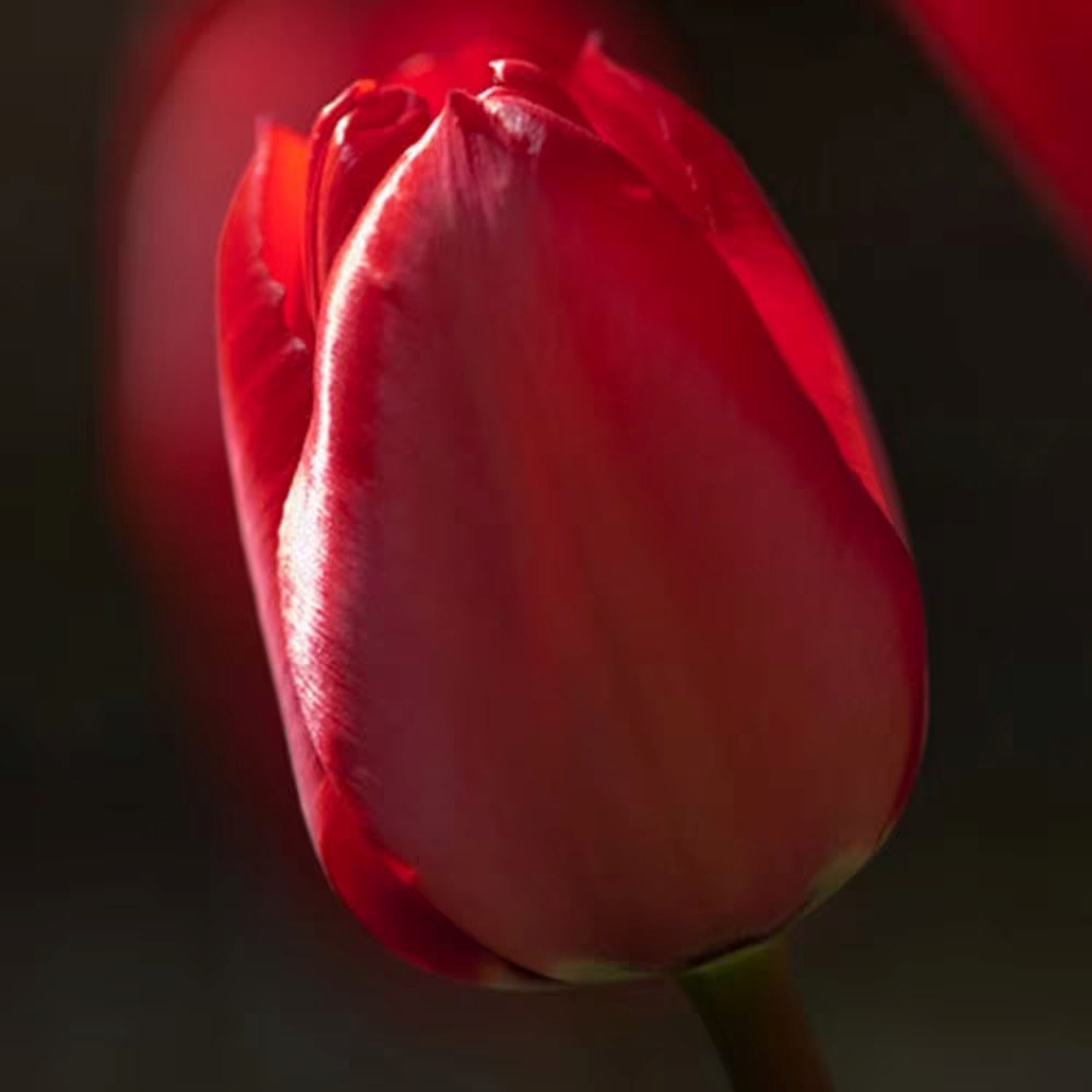 Tulipa Red Impression (PBR) | Darwin Hybrid Tulip