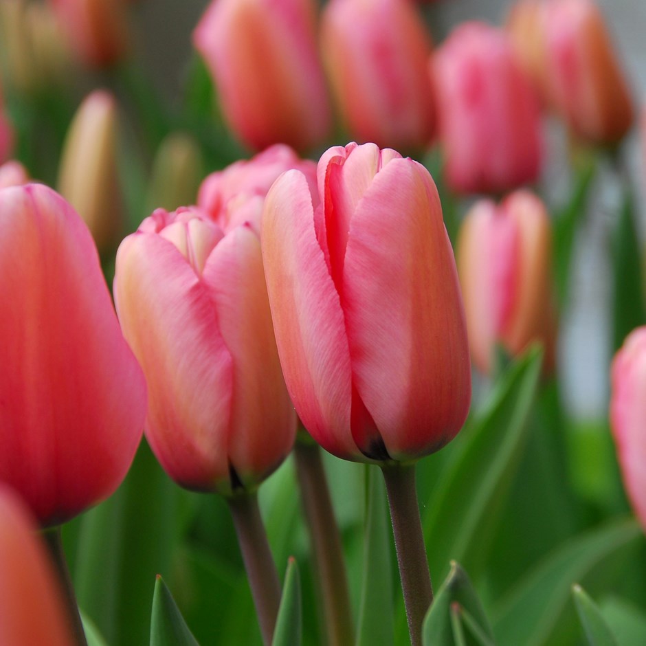 Tulipa Pink Impression | Darwin Hybrid Tulip