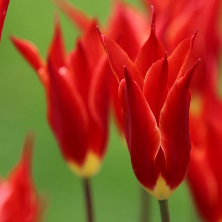 Tulipa Fly Away | Lily Flowered Tulip