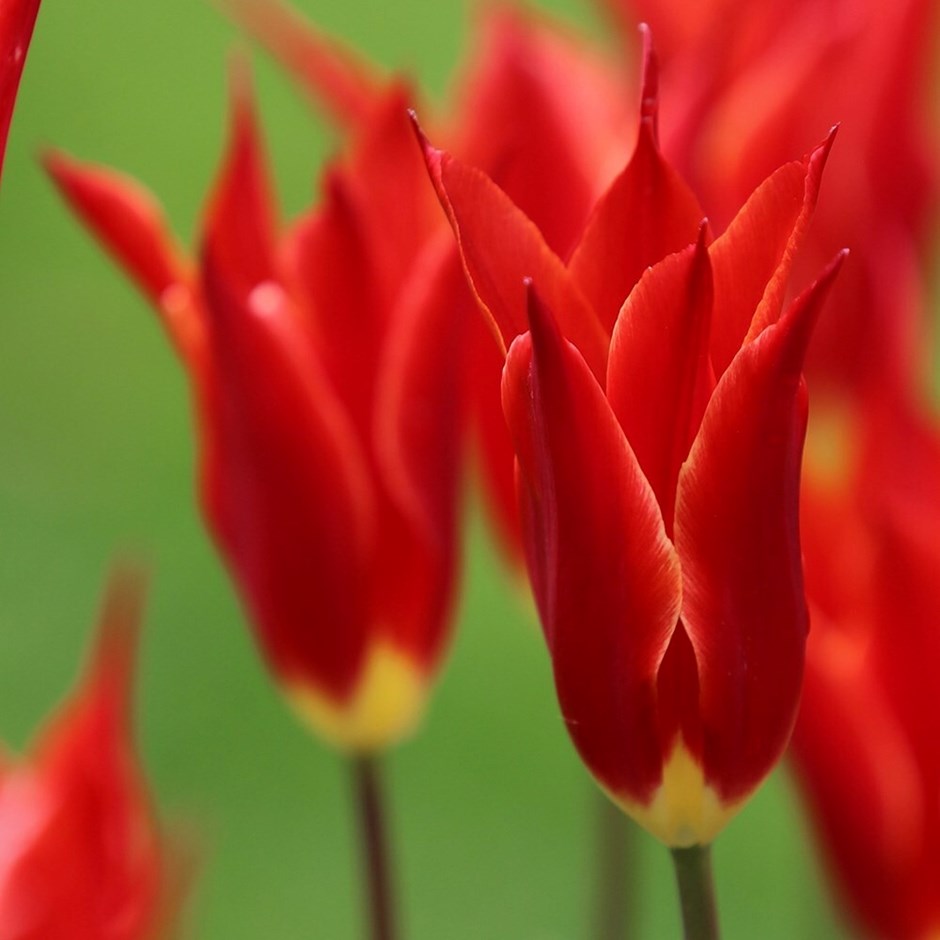 Tulipa Fly Away | Lily Flowered Tulip