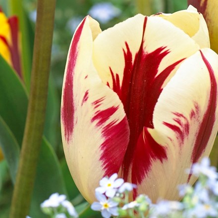 Tulipa Grand Perfection | Triumph Tulip