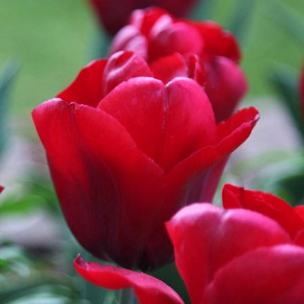 Tulipa Seadov | Triumph Tulip