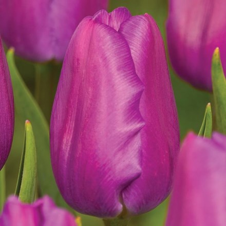 Tulipa Purple Flag | Triumph Tulip