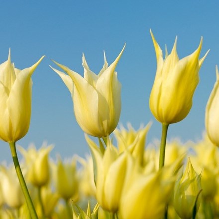 Tulipa Sapporo | Lily Flowered Tulip