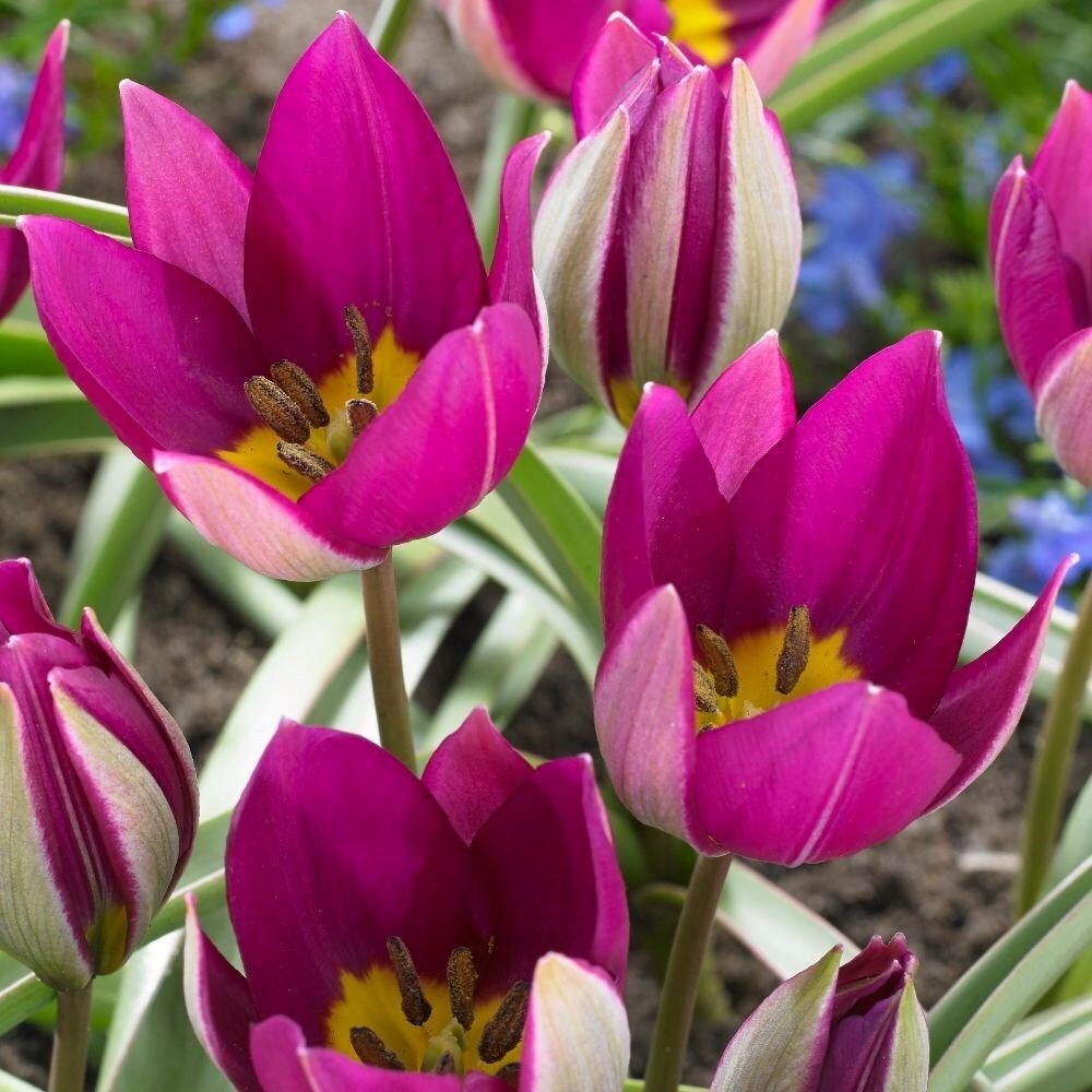 Tulipa Humilis Persian Pearl | Dwarf Tulip