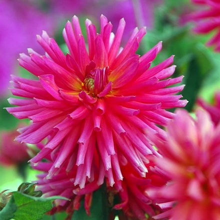 Dahlia City of Leiden | Semi-cactus Dahlia