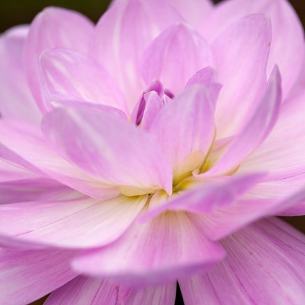 Dahlia Karma Prospero (PBR) | Decorative Dahlia |