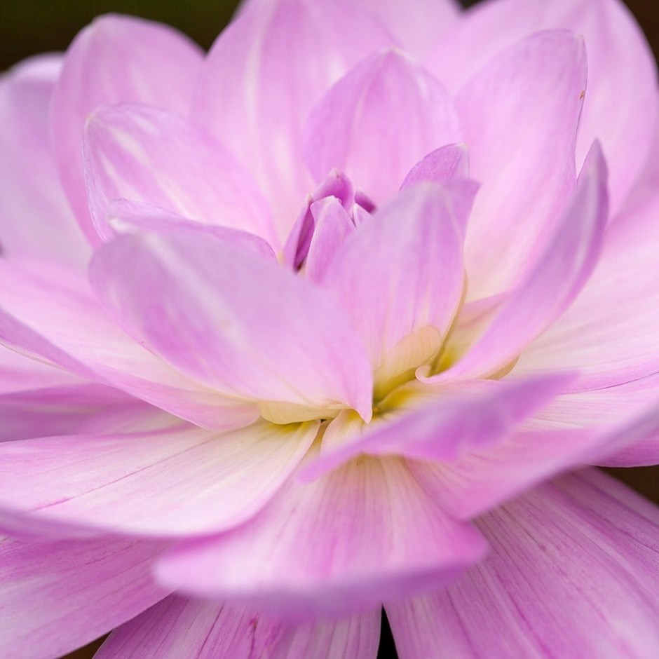 Dahlia Karma Prospero | Decorative Dahlia