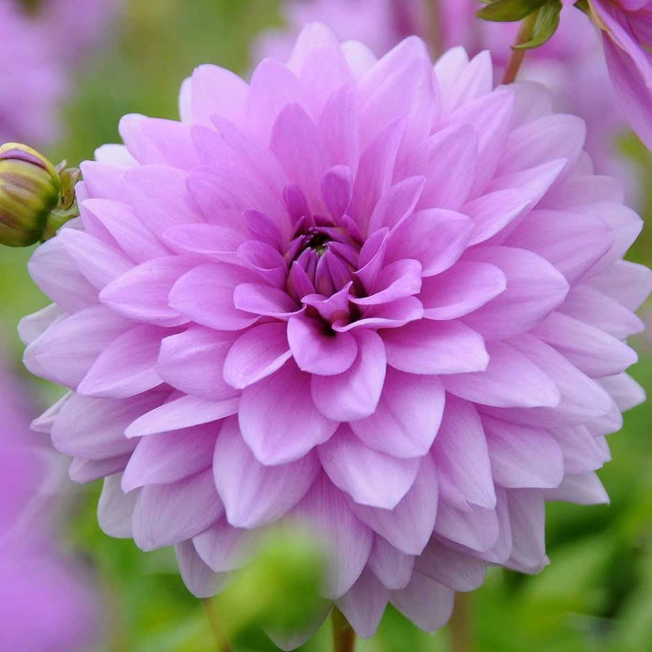 Dahlia Blue Boy | Decorative Dahlia