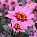 Dahlia Happy Single Wink | Single-flowered Dahlia