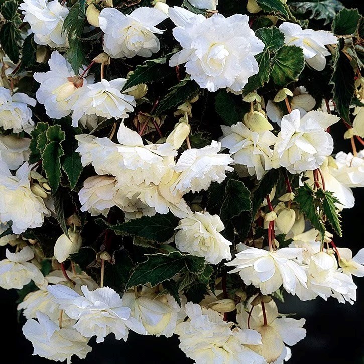 BegoniaWhite Giant | Begonia