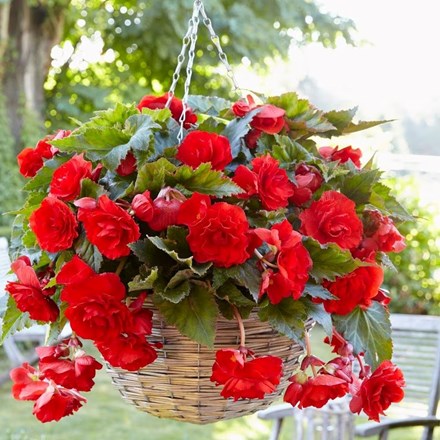 Begonia Red Giant | Begonia
