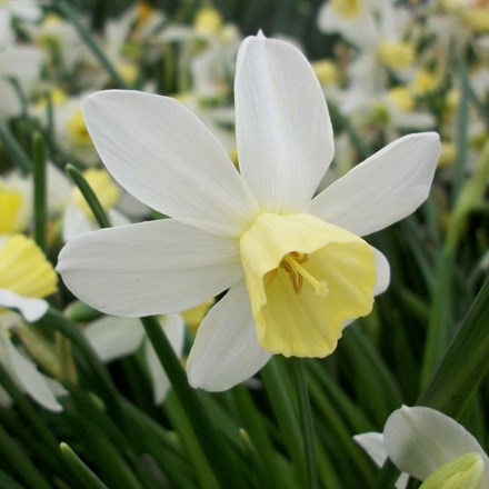 Narcissus Sailboat | Jonquilla Daffodil