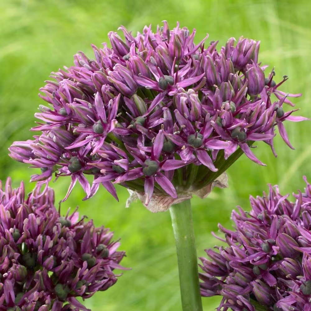 Allium Mercurius | Ornamental Onion