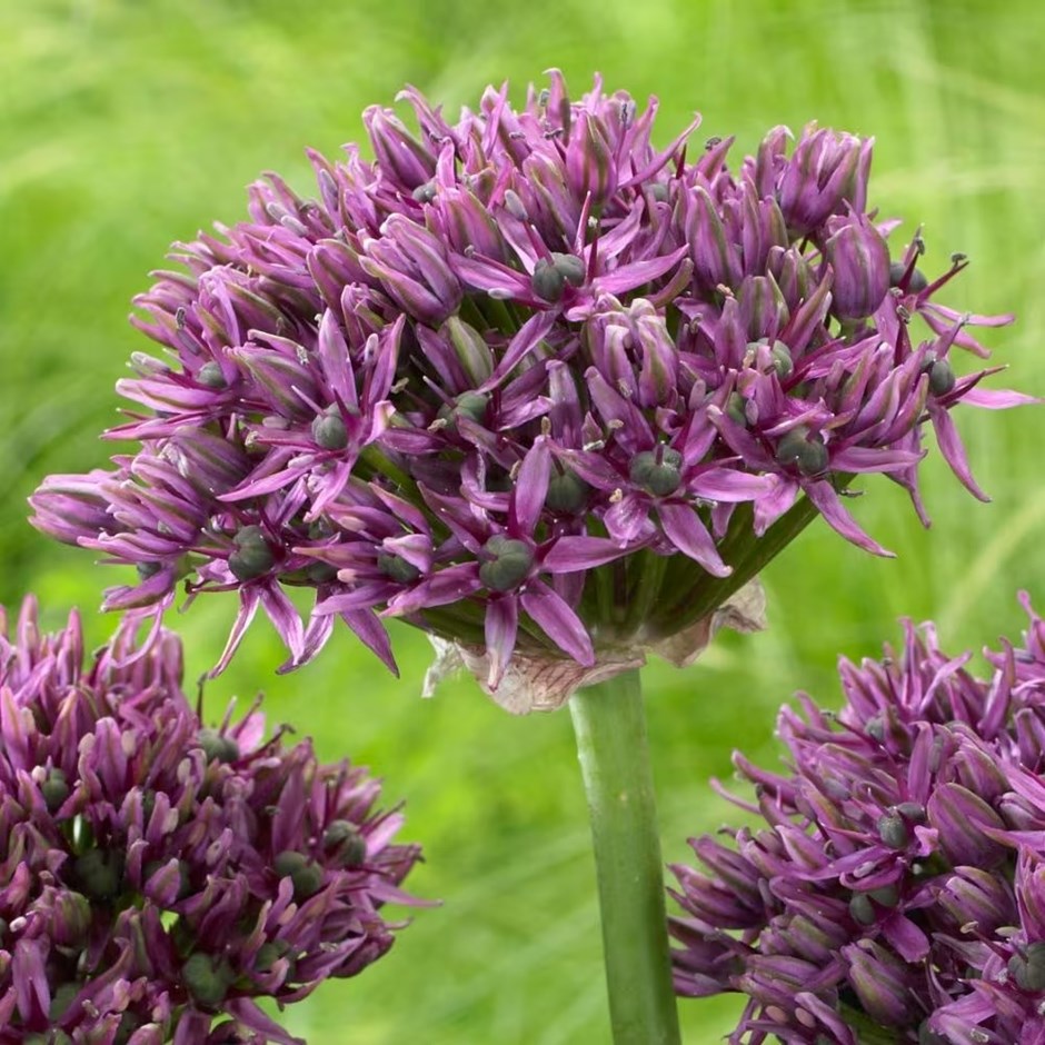 Allium Mercurius | Ornamental Onion