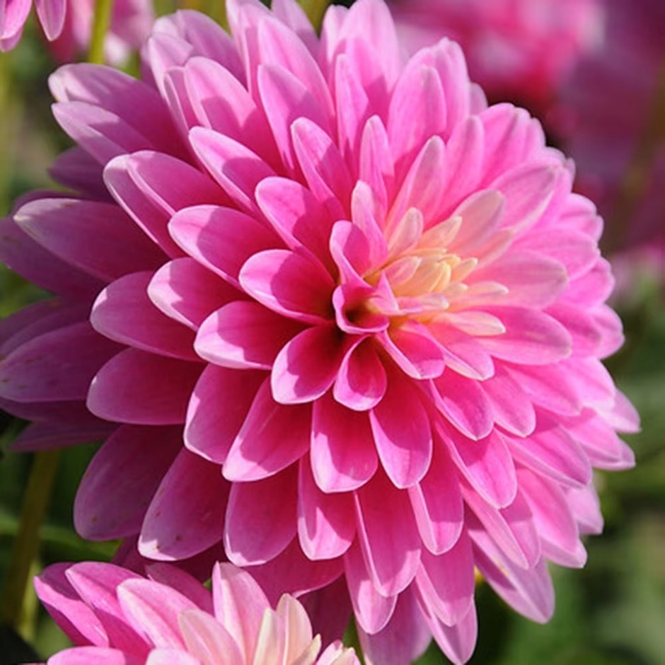 Dahlia Gallery Rembrandt | Decorative Dahlia