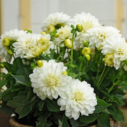 Dahlia Gallery Art Fair | Decorative Dahlia