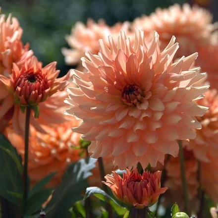 Dahlia Gallery Leonardo | Decorative Dahlia