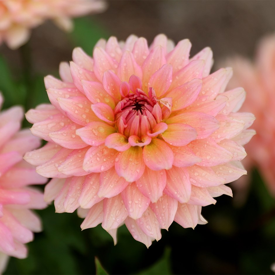 Dahlia Gallery Leonardo | Decorative Dahlia