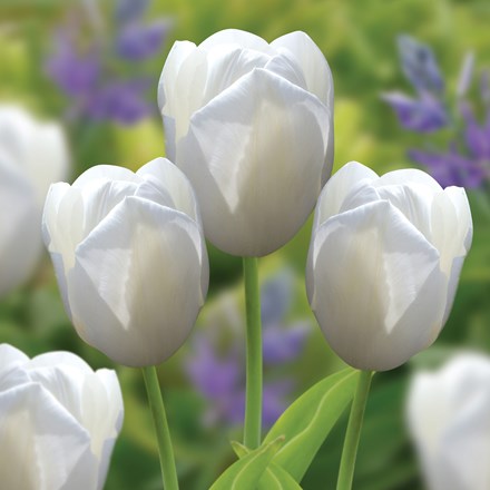 Tulipa Catherina | Single Late Tulip