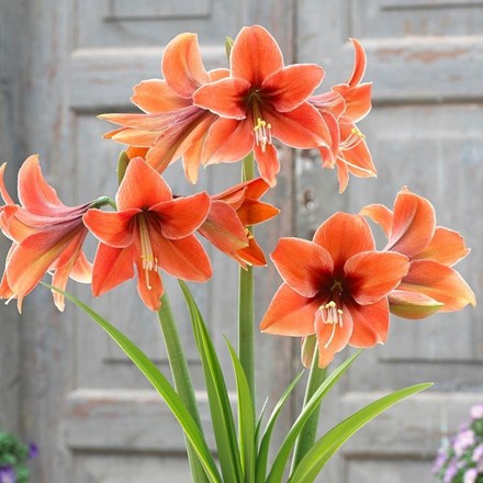 Hippeastrum Terra Mystica | Amaryllis