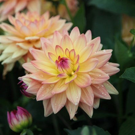 Dahlia Melody Dora | Decorative Dahlia