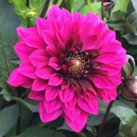 Dahlia Purple Haze | Miscellaneous Dahlia