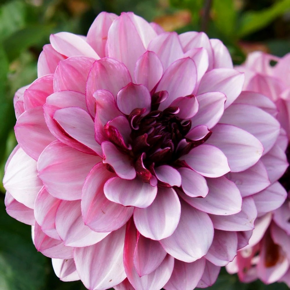 Dahlia Crème de Cassis | Decorative Dahlia