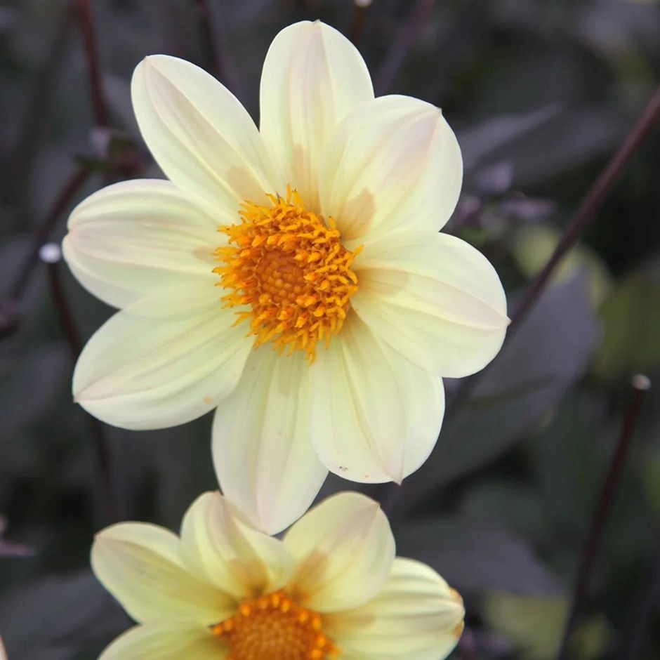 Dahlia Happy Days Lemon | Dahlia
