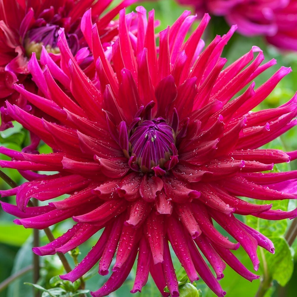 Dahlia Orfeo | Cactus Dahlia