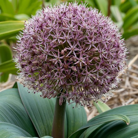 Allium Karataviense | Turkestan Onion