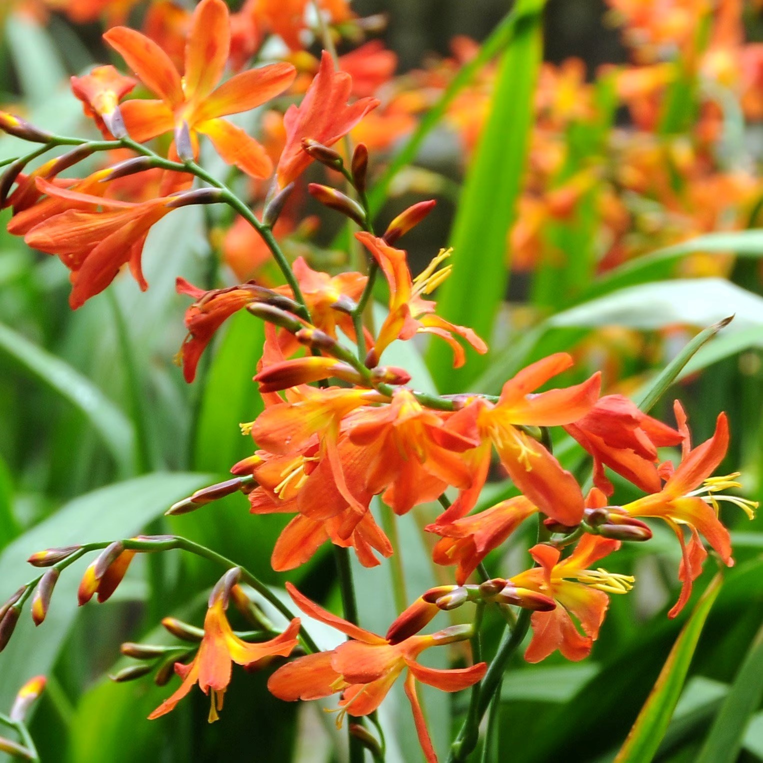 Crocosmia × Crocosmiiflora Carmin Brilliant | Montbretia