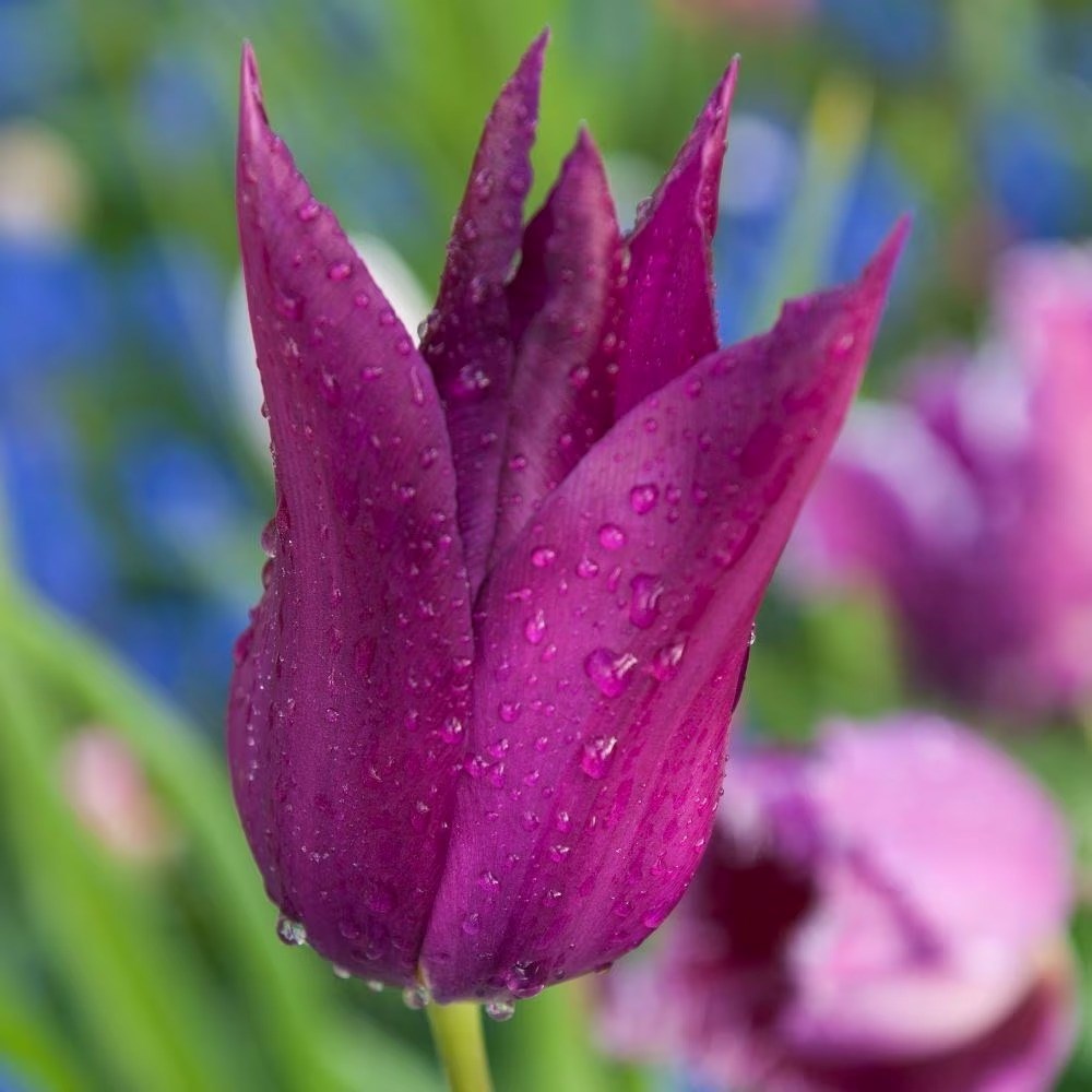 Tulipa Purple Dream | Lily Flowered Tulip