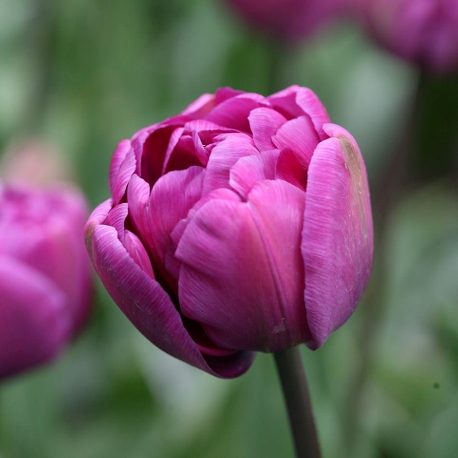 Tulipa Blue Diamond | Double Late Tulip