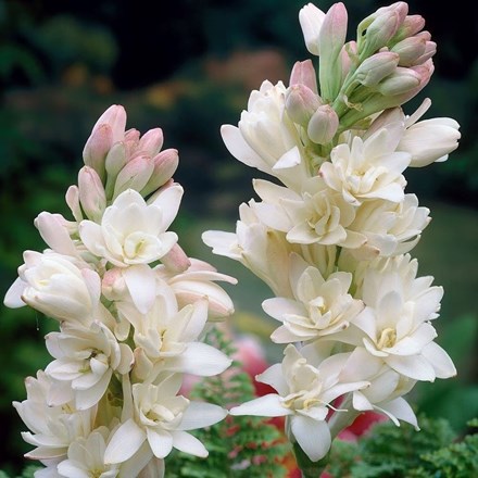 Polianthes tuberosa The Pearl | Hawaiian Garland Flower or Tuberose