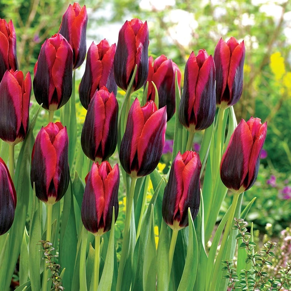 Tulipa Slawa | Triumph Tulip