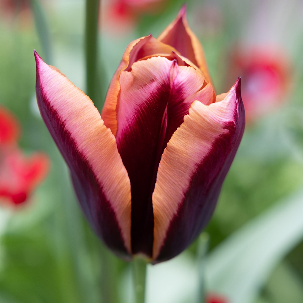 Tulipa Slawa | Triumph Tulip