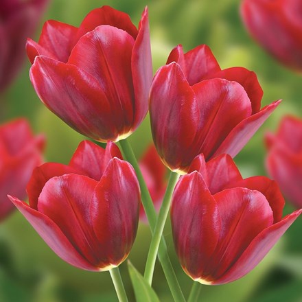 Tulipa Pallada | Triumph Tulip