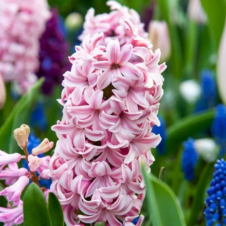 Hyacinthus Orientalis Fondant | Hyacinth