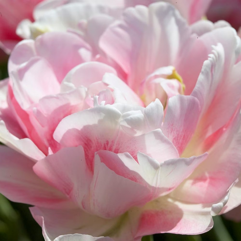 Tulipa Finola | Double Late Tulip