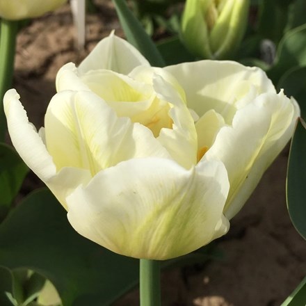 Tulipa Mondial | Double Early Tulip