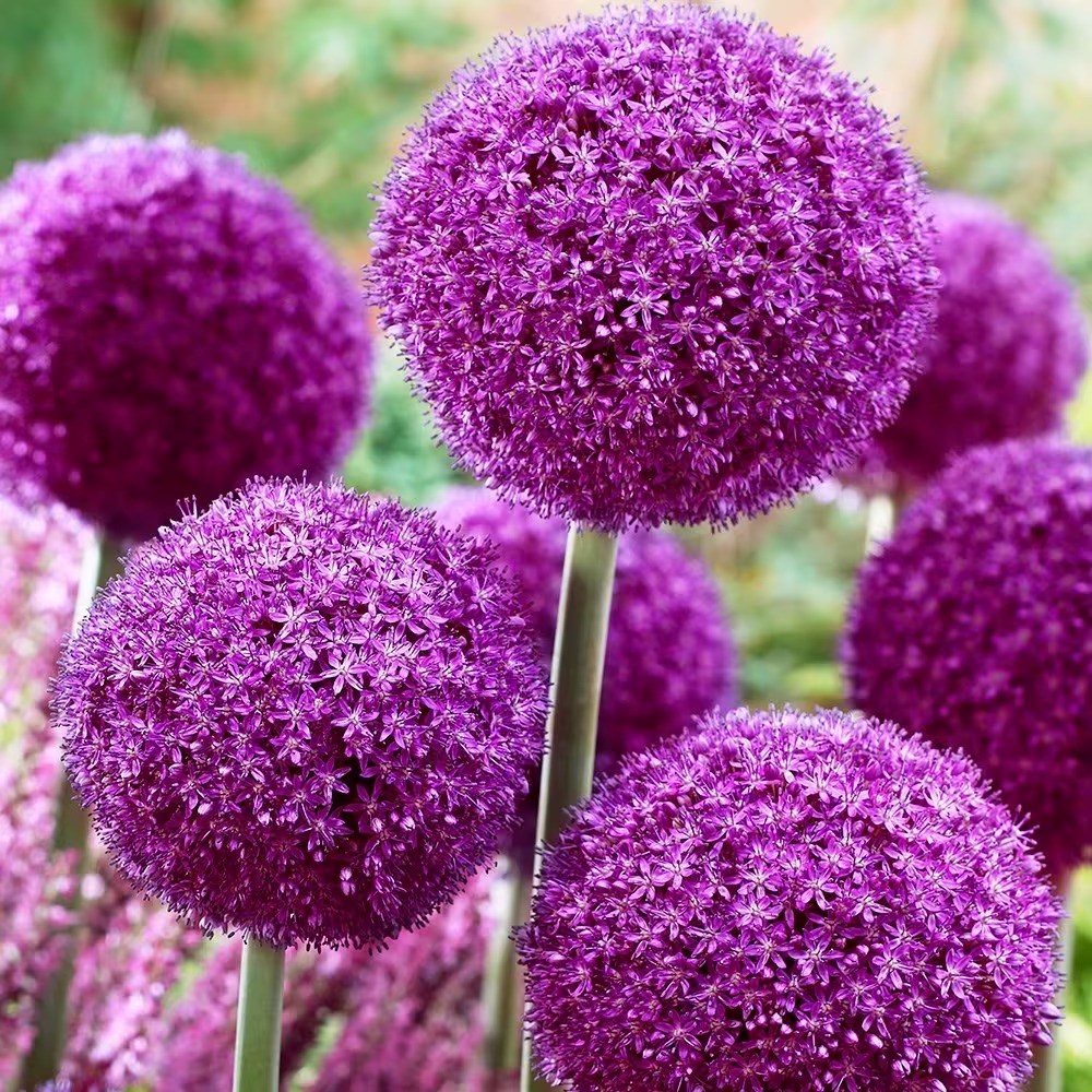 Allium Ambassador | Ornamental Onion