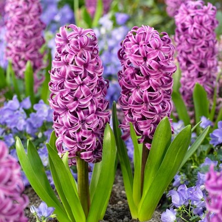 Hyacinthus Orientalis Purple Sensation | Hyacinth