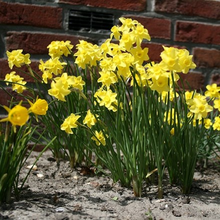 Narcissus Sabrosa | Jonquilla Daffodil