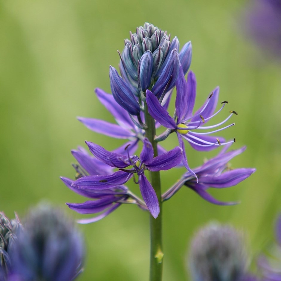 Camassia Quamash