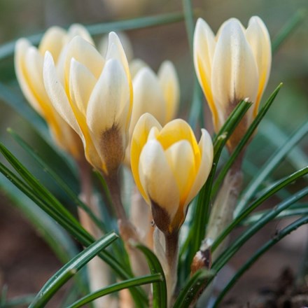 Crocus Romance | Early Flowering Species Crocus