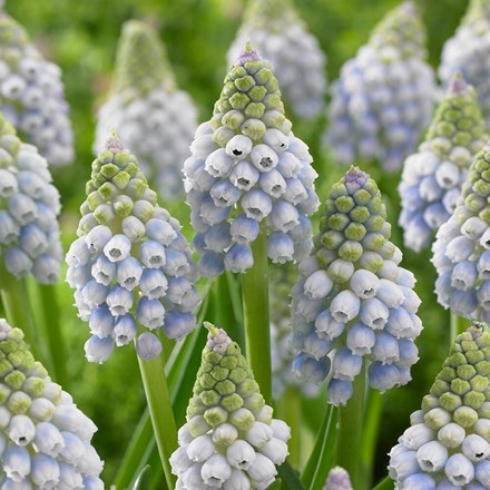 Muscari Aucheri Ocean Magic | Grape Hyacinth