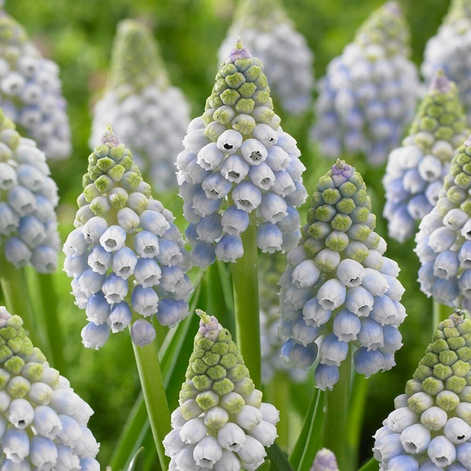 Muscari Aucheri Ocean Magic | Grape Hyacinth