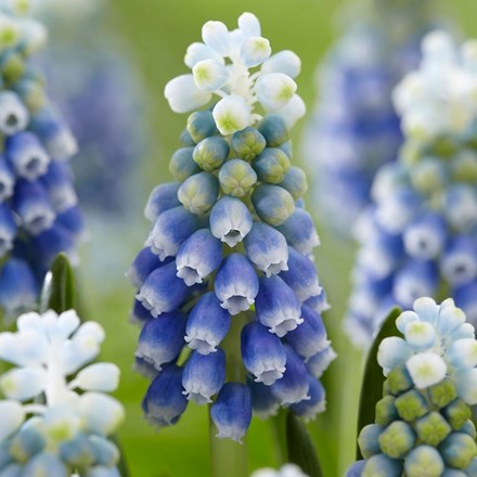 Muscari Armeniacum Touch of Snow | Grape Hyacinth