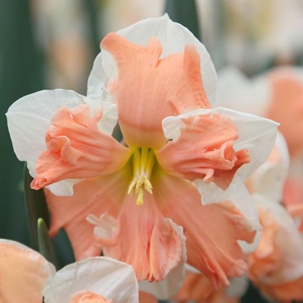 Narcissus Rainbow of Colors | Split-corona Daffodil
